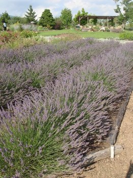 villadest garden