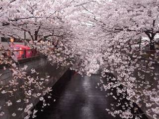 目黒川　桜