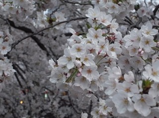 目黒川　桜
