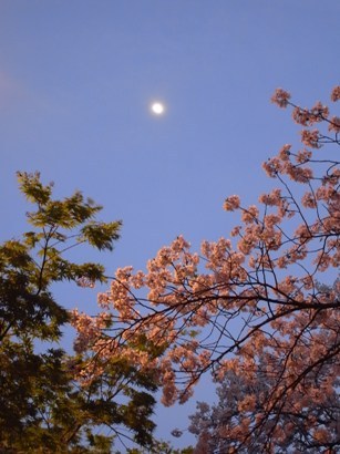 目黒川　桜
