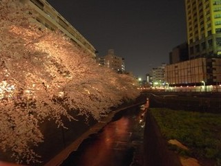 目黒川　夜桜