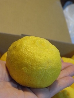 yuzu