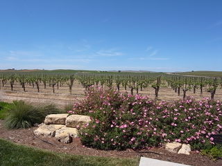 J.Lohr VINEYARD & WINES vineyard