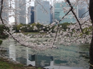 hamarikyu ike.JPG